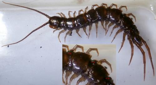 Lithobius sp.